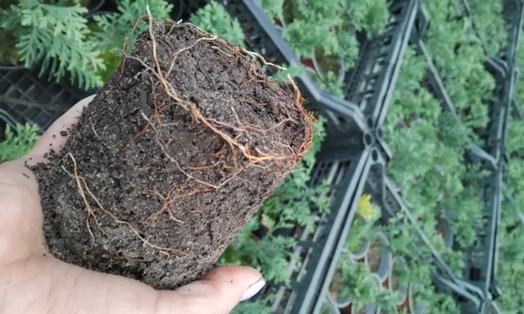 Продам саджанці туї шаровидної - фото № 1