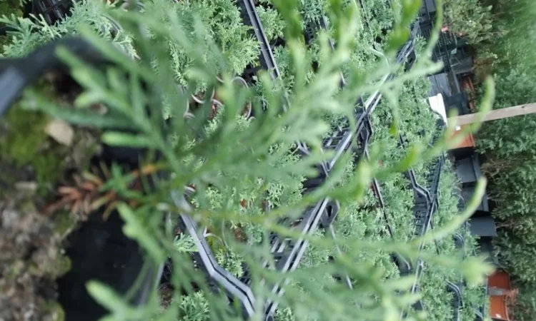 Продам саджанці туї шаровидної - фото № 2