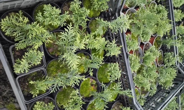 Продам саджанці туї шаровидної - фото № 3