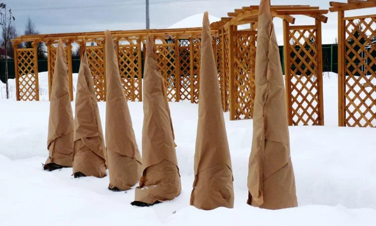 Уход за хвойными и декоративными растениями - фото № 2