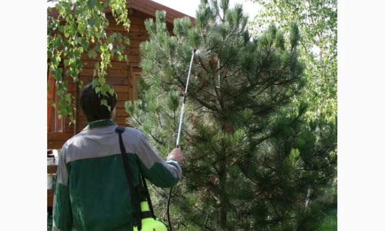 Уход за хвойными и декоративными растениями - фото № 4