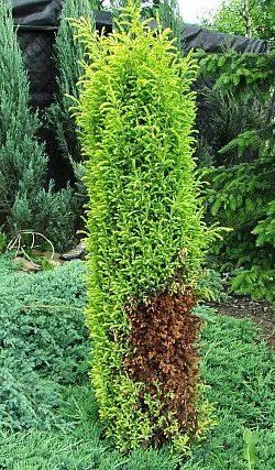 Уход за хвойными и декоративными растениями - фото № 5