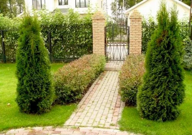 Уход за хвойными и декоративными растениями - фото № 6