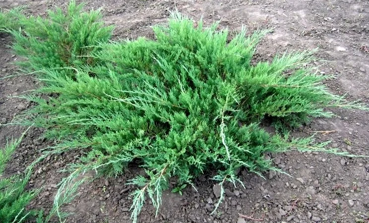 Можевельники разной величины - фото № 1