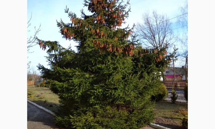 Саджанці ялини європейської - фото № 1