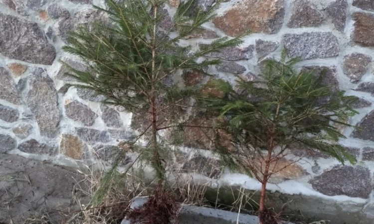 Саджанці ялини європейської - фото № 2