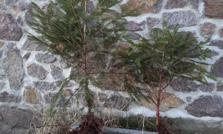 Продаются саженцы европейской ели - фото № 3