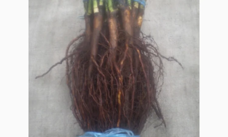 Шиповник Лакса для прививки роз - фото № 1