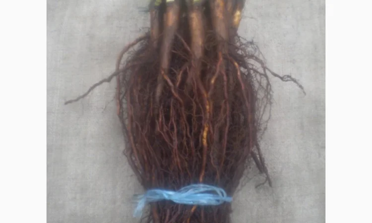 Шиповник Лакса для прививки роз - фото № 2