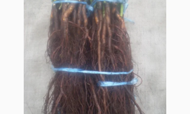 Шиповник Лакса для прививки роз - фото № 3