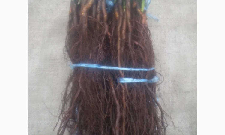 Шиповник Лакса для прививки роз - фото № 4