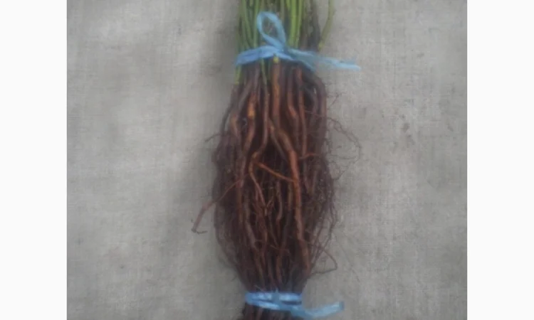 Шиповник Лакса для прививки роз - фото № 5