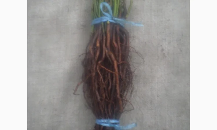 Шиповник Лакса для прививки роз - фото № 6