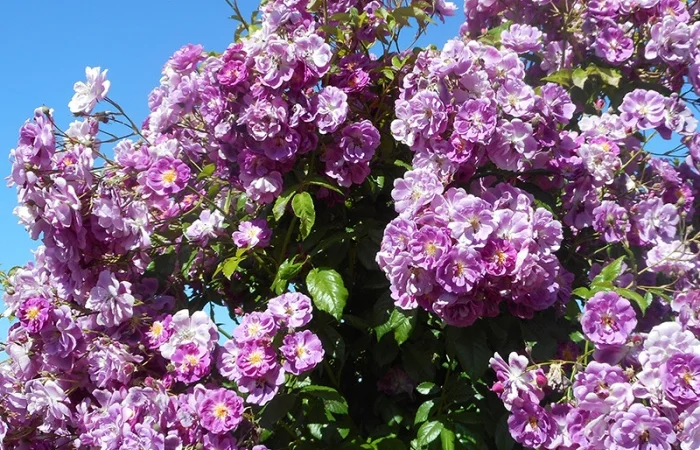 Продаю привитые саженцы роз, закрытая корневая - фото № 2