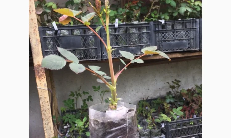 Продаю привитые саженцы роз, закрытая корневая - фото № 4