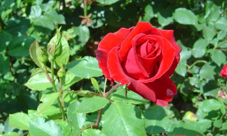 Продам саженцы розы Super Star - фото № 1