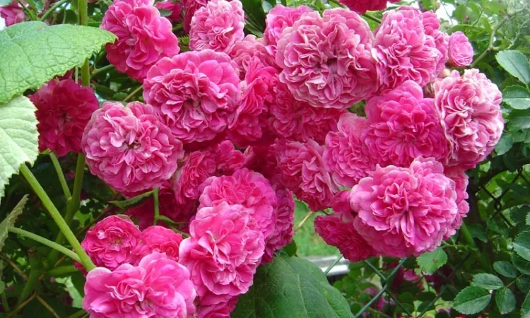 Продам саженцы розы Super Star - фото № 10