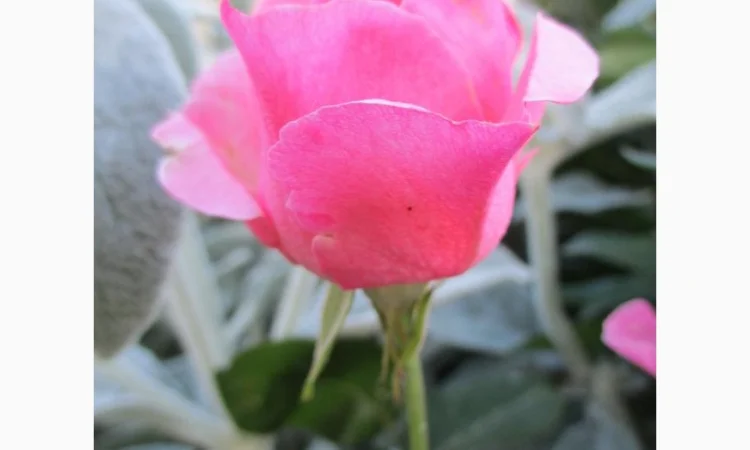 Продам саженцы розы Super Star - фото № 11