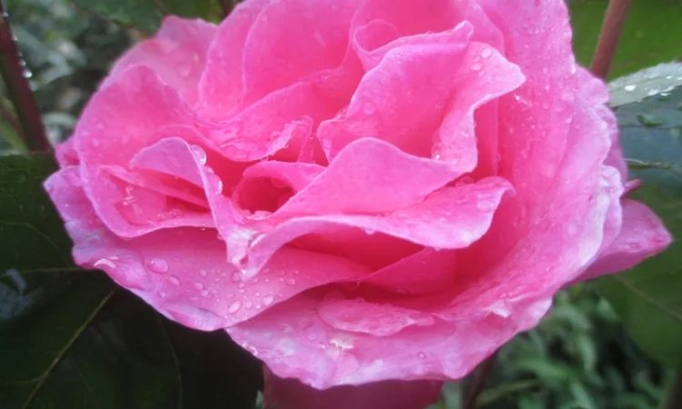 Продам саженцы розы Super Star - фото № 12