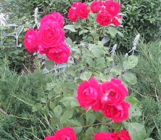 Продам саженцы розы Super Star - фото № 13