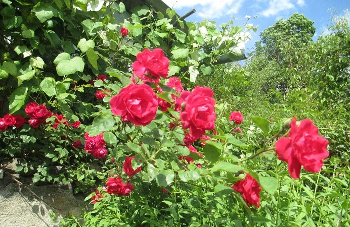 Продам саженцы розы Super Star - фото № 14