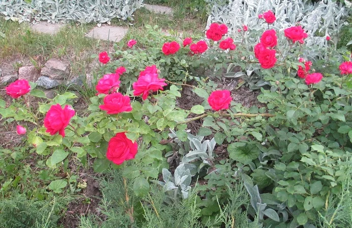 Продам саженцы розы Super Star - фото № 15