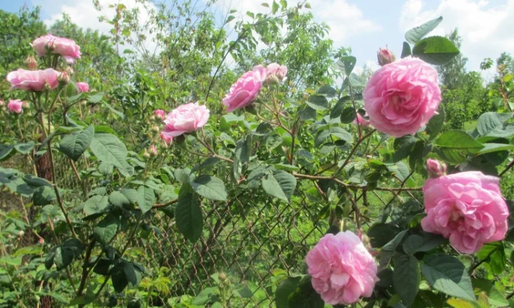 Продам саженцы розы Super Star - фото № 16