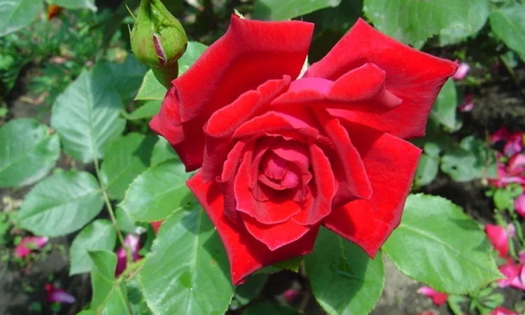 Продам саженцы розы Super Star - фото № 2