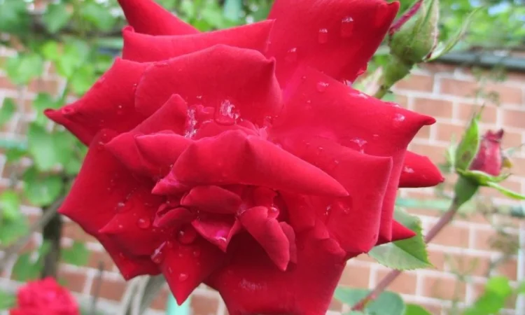 Продам саженцы розы Super Star - фото № 3