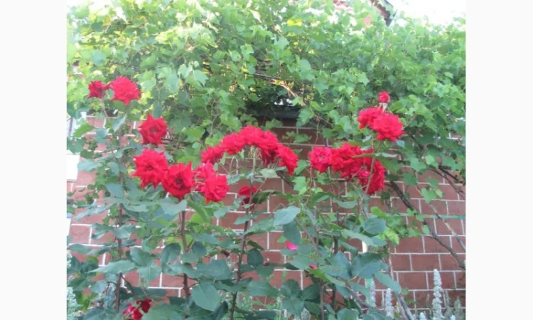 Продам саженцы розы Super Star - фото № 4