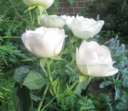 Продам саженцы розы Super Star - фото № 5