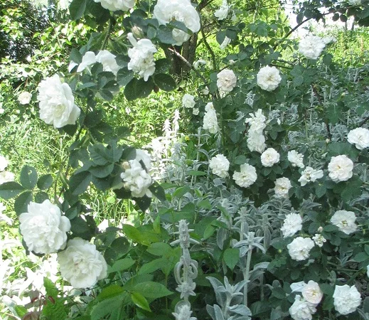 Продам саженцы розы Super Star - фото № 6