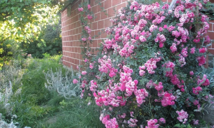 Продам саженцы розы Super Star - фото № 8