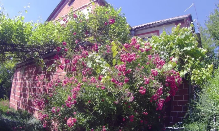 Продам саджанці троянди плетючої рожевої - фото № 1