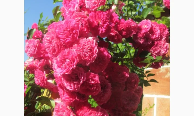 Продам саджанці троянди плетючої рожевої - фото № 2