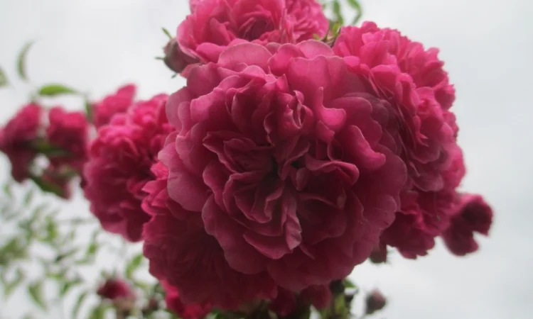 Продам саджанці троянди плетючої рожевої - фото № 3