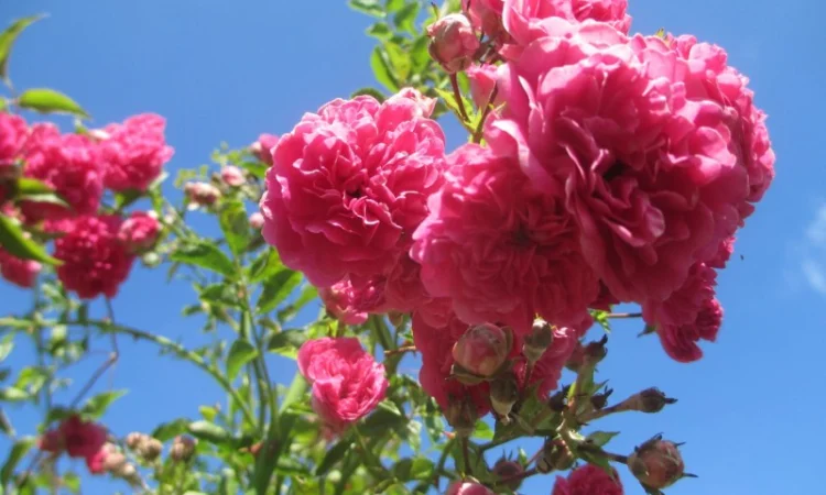 Продам саджанці троянди плетючої рожевої - фото № 4