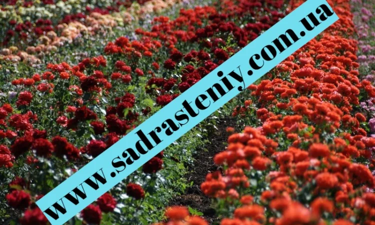 Питомник "Сад растений" реализует саженцы роз на ВЕСНУ 2025 - фото № 1