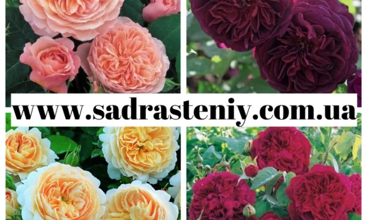 Питомник "Сад растений" предлагает саженцы роз на весну 2026 - фото № 2