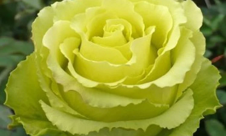 Большой ассортимент новинок роз и плодовых деревьев - фото № 3