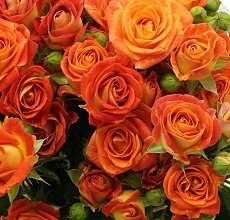 Большой ассортимент новинок роз и плодовых деревьев - фото № 5