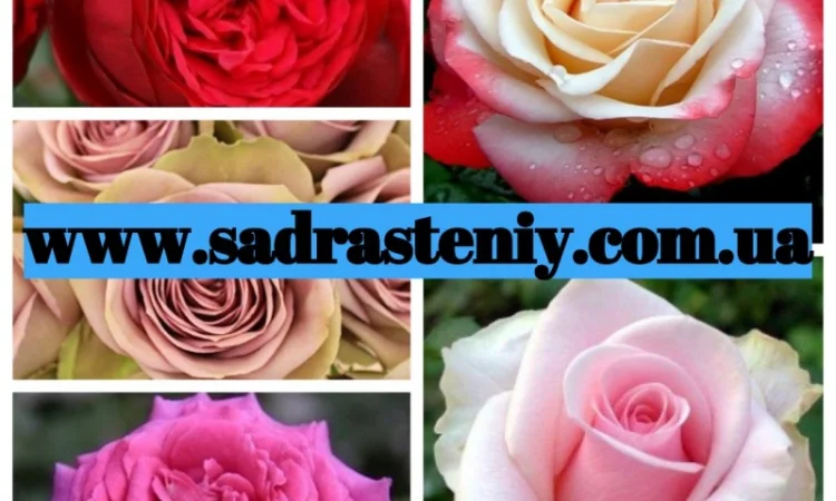 Саженцы новых сортов плетистых, английских, кустовых роз - фото № 1