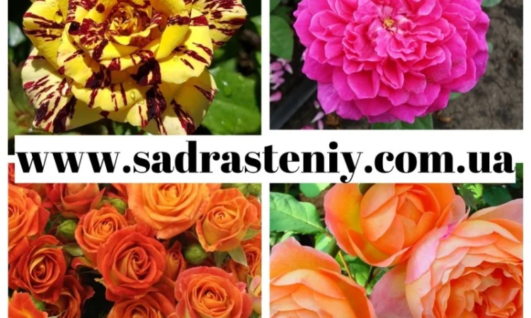 Саженцы новых сортов плетистых, английских, кустовых роз - фото № 3