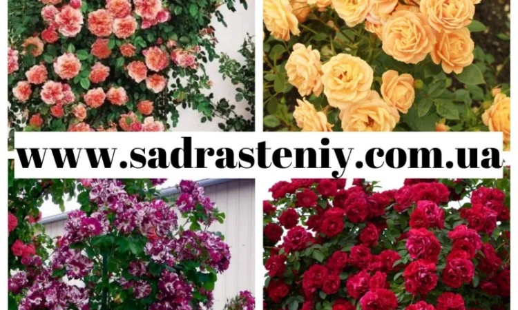 Саженцы новых сортов плетистых, английских, кустовых роз - фото № 4