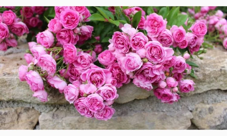 Ремонтантные сорта роз в питомнике "Сад Растений" - фото № 4