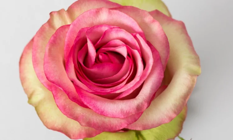 Ремонтантные сорта роз от питомника "Сад Растений" - фото № 7