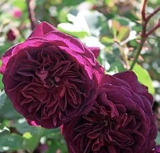 Новые сорта роз в ассортименте. Питомник "Сад растений" - фото № 5