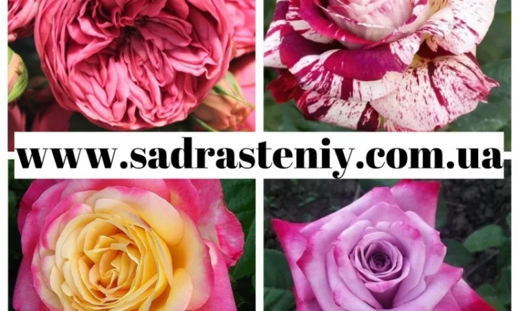 Питомник реализует саженцы только ремонтантных роз, которые цветут до самых морозов - фото № 4