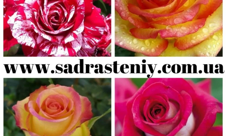 Английские, чайно-гибридные, почвопокрывные, бордюрные, плетистые розы.Продажа ВЕСНА 2025 - фото № 1