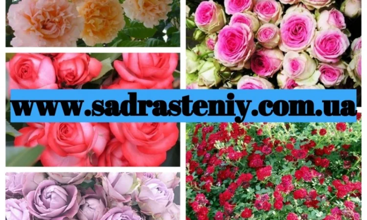 Английские, чайно-гибридные, почвопокрывные, бордюрные, плетистые розы.Продажа ВЕСНА 2025 - фото № 9